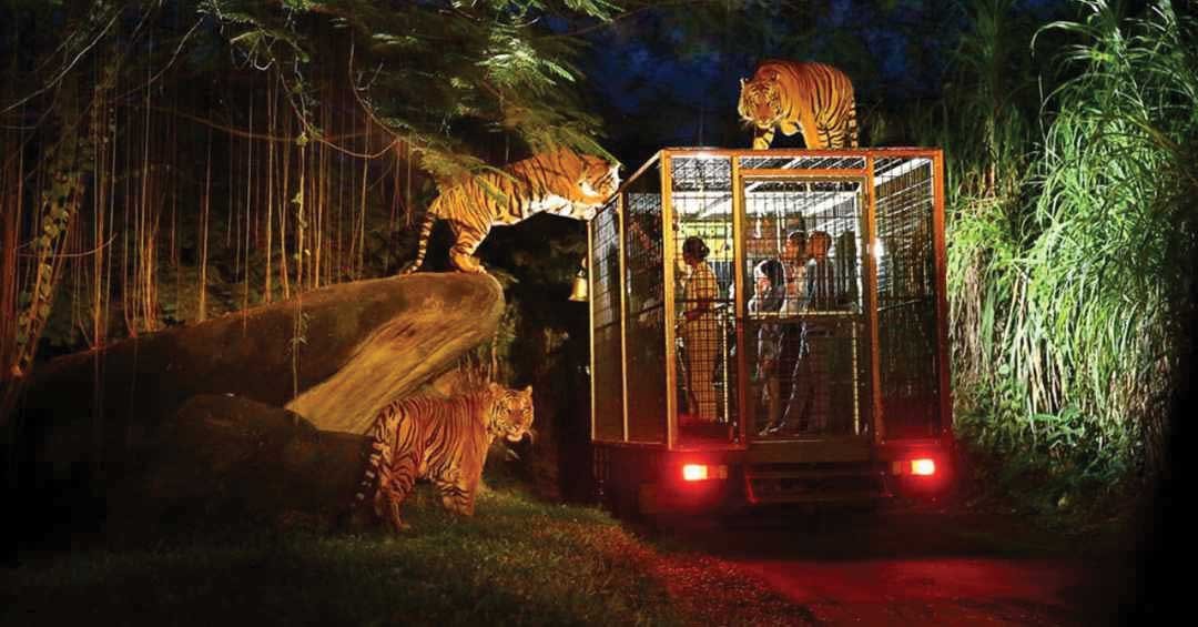 Night Safari